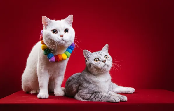Cat, cat, look, cats, two, pair, beads, white
