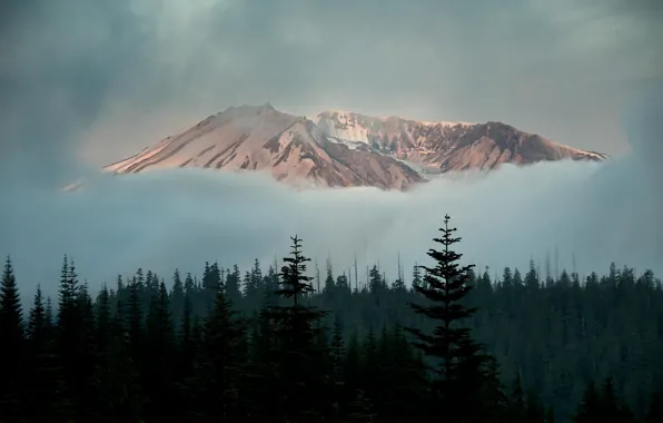 Forest, clouds, snow, trees, mountains