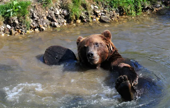 Picture wet, paw, bear, bathing, bear, pond
