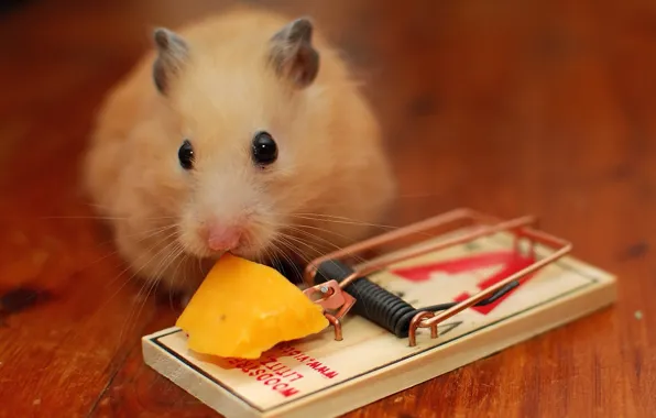 Picture cheese, mousetrap, mouse