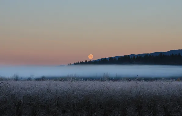 Picture field, night, fog