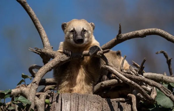 Look, face, branches, stump, coati, the coati