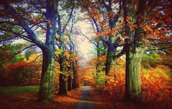 Road, autumn, leaves, light, trees, branches, nature, Park