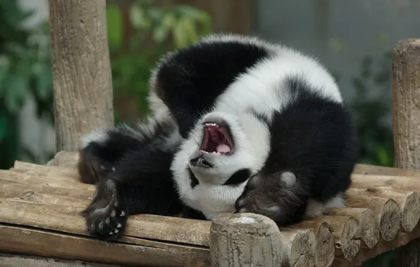 Face, nature, pose, paws, baby, bear, mouth, Panda