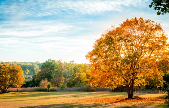 Picture autumn, the sky, leaves, trees, landscape, yellow, nature, blue
