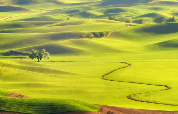 Picture field, grass, trees, hills, haze