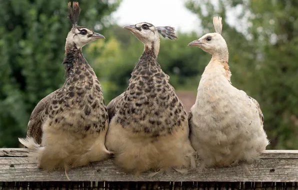 Picture bird, peacock, trio
