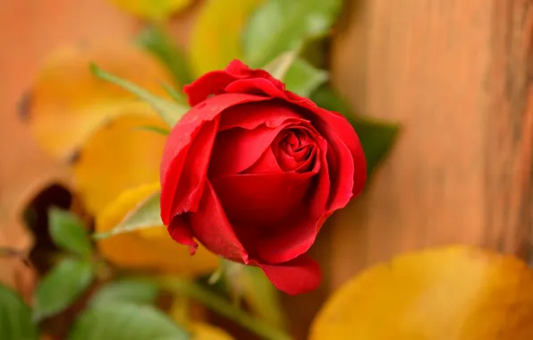 Rose, Rose, Red rose, Red rose