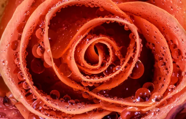 Drops, macro, roses, petals, buds