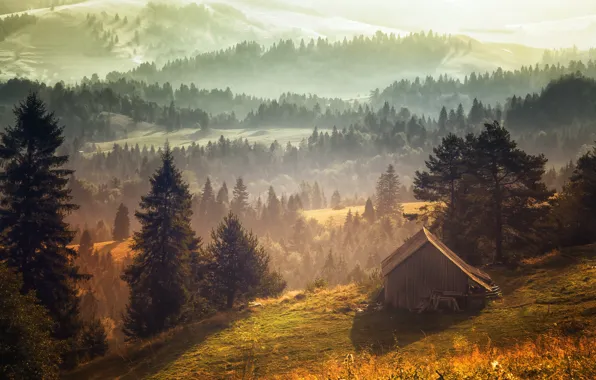 Trees, the barn, sunlight