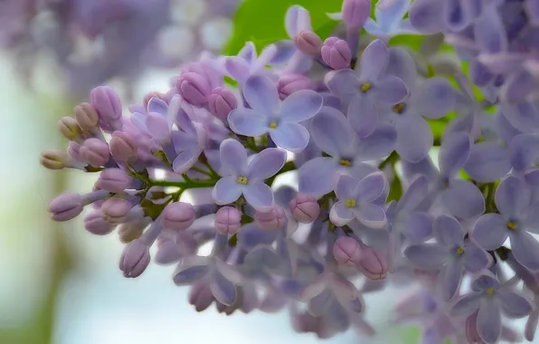 Macro, flowers, lilac, inflorescence