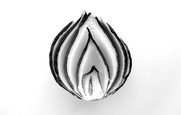 White, background, bow, lilac