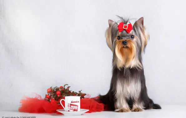 Berries, background, dog, Cup, bow, saucer