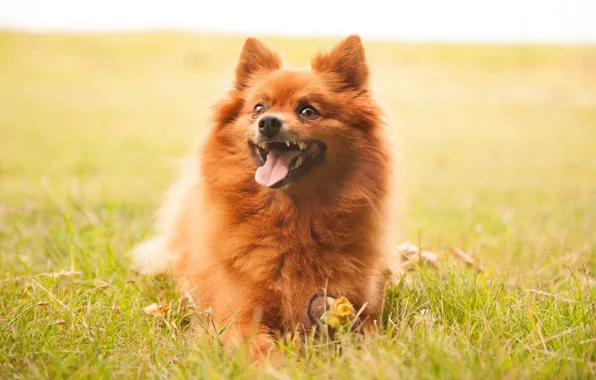 Look, each, dog, Spitz