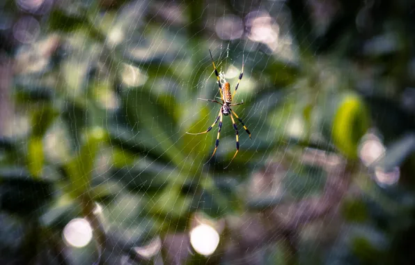 Sheet, green, green, network, spider, spider, leaf, net