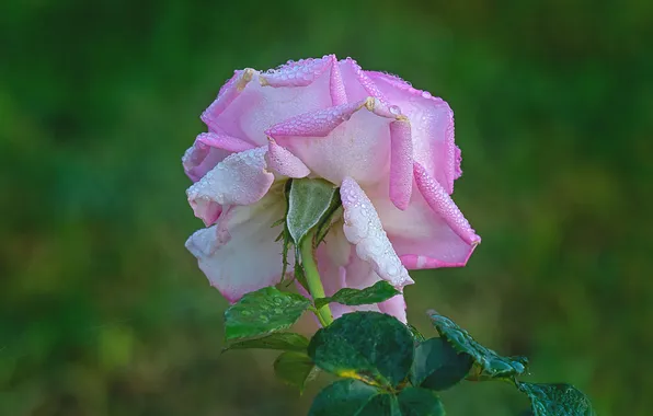 Flower, leaves, drops, macro, Rosa, pink, rose, green background