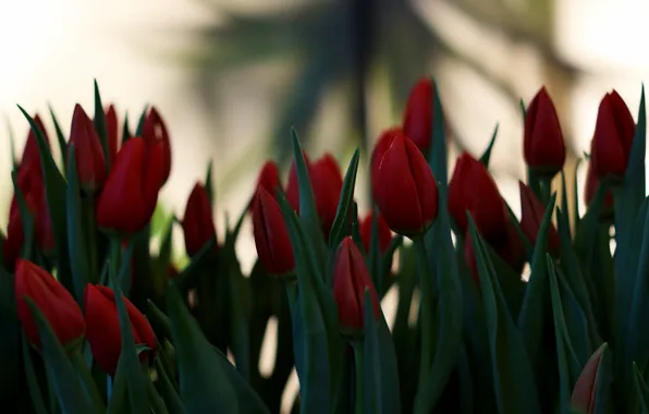 Leaves, flowers, spring, garden, tulips, red, buds, flowerbed