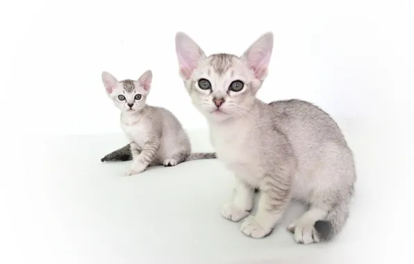 Pair, kittens, white background, Asian tabby