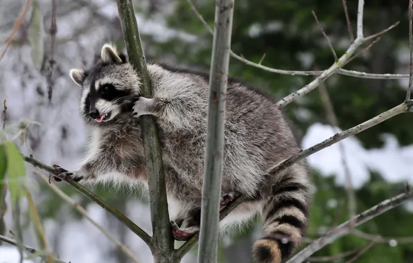 Picture language, branches, raccoon
