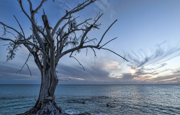 Picture sea, clouds, sunset, tree, dry