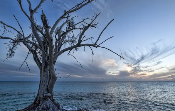 Sea, clouds, sunset, tree, dry