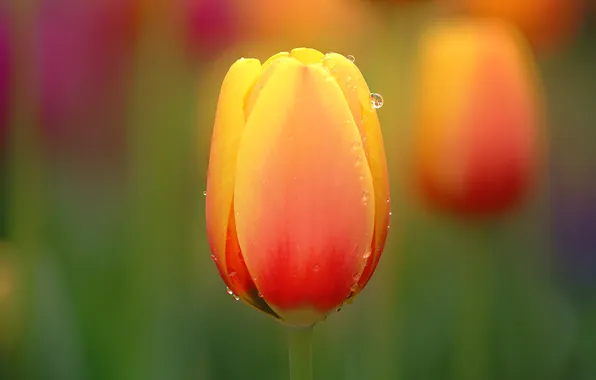 Picture flower, drops, nature, Rosa, Tulip, petals, stem