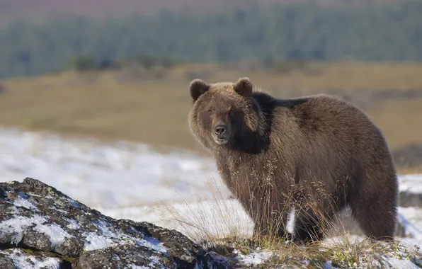 Picture bear, Kamchatka, brown