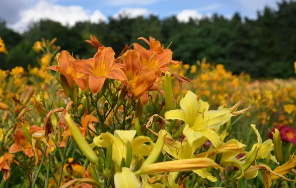 Summer, flowers, Lily, yellow