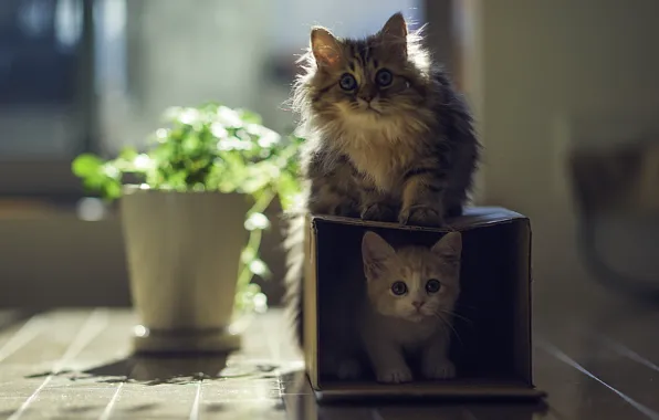 Picture the sun, cats, house, box, plant, kittens, Daisy, Ben Torode