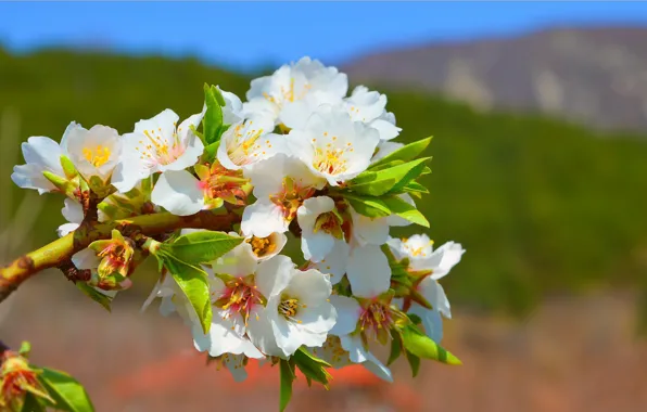 Picture Macro, Spring, Spring, Flowering, Bokeh, Bokeh, Macro, Flowering