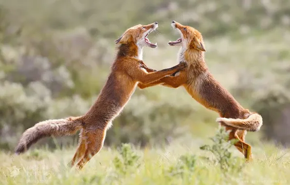 Picture fox, animals, dance, wildlife, foxes, fox trot