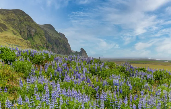 Field, summer, the sky, clouds, flowers, mountains, blue, rocks