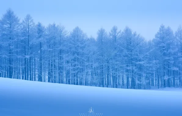 Cold, snow, trees, frost, photographer, Kenji Yamamura