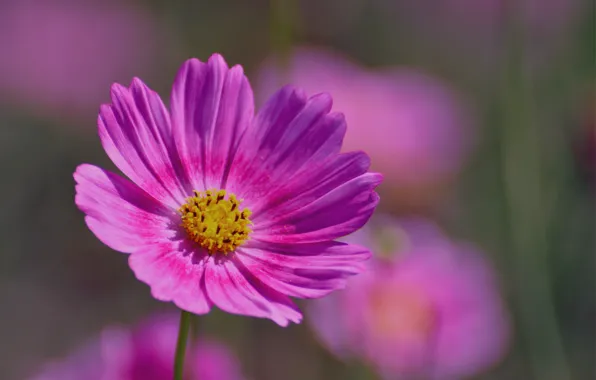 Picture macro, pink, petals, blur, Kosmeya
