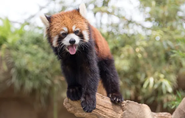 Language, firefox, face, Red Panda
