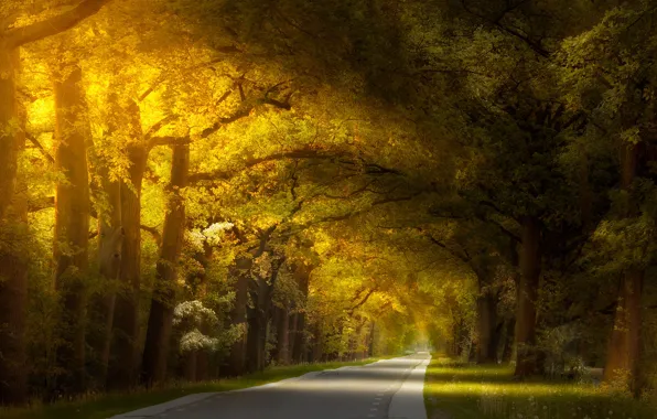 Picture road, autumn, forest, branches, Park, foliage, alley, Golden autumn