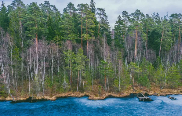 Picture forest, lake, shore
