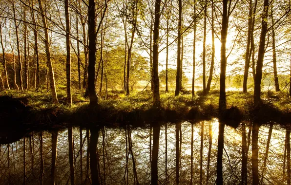 Forest, light, trees, reflection, spring, pond