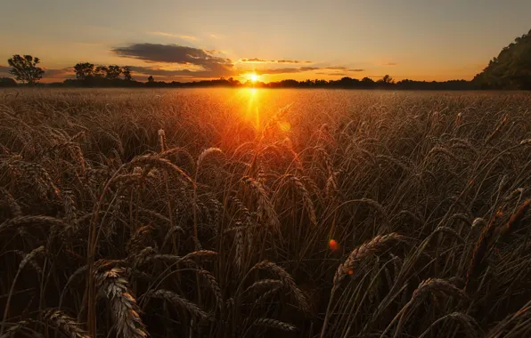 Wheat, field, the sky, the sun, light, nature