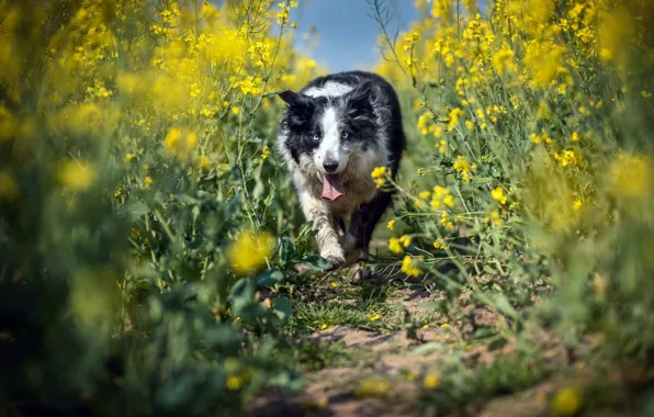 Nature, each, dog