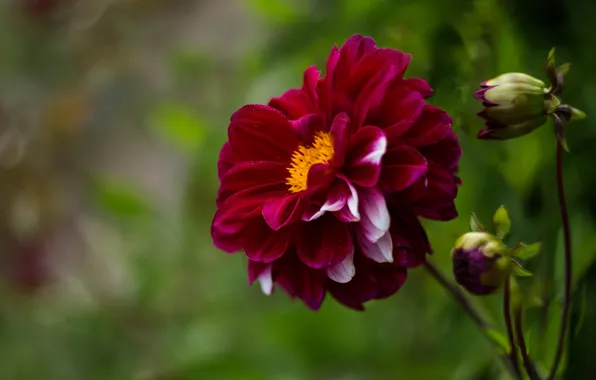 Summer, flowers, background, Bud, Dahlia, green background, bright