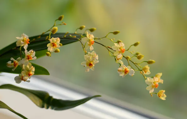 Picture flowers, background, branch, yellow, Orchid