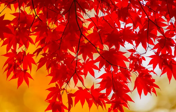 Autumn, leaves, branch, the crimson