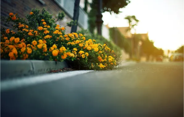 Road, flowers, blur, yellow