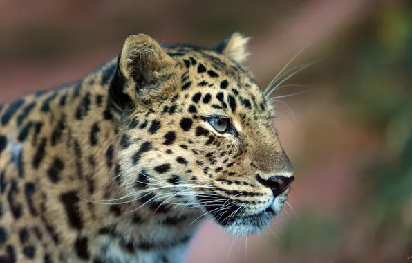 Look, leopard, profile, leopard, far East