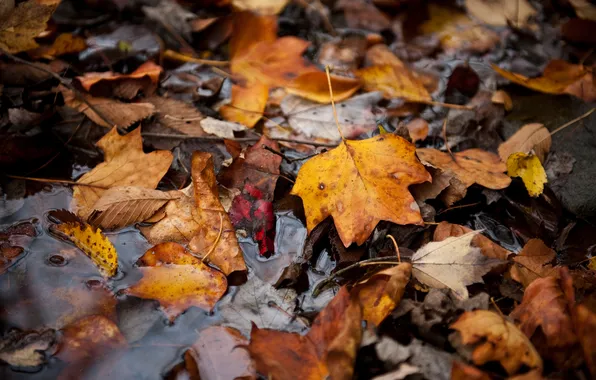 Autumn, leaves, water, reflection, wilting