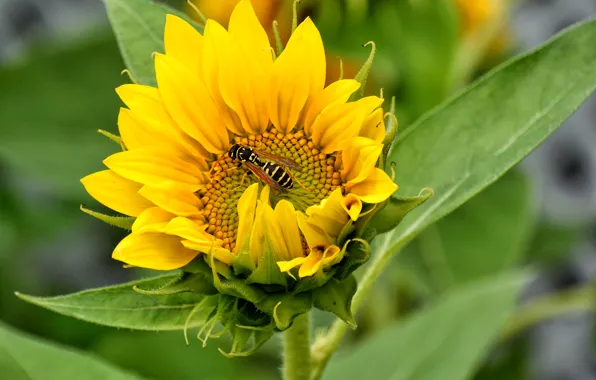 Picture field, flower, OSA, sunflower, petals, insect