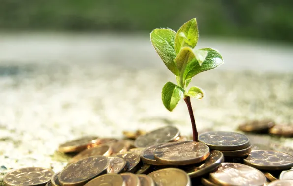 Tree, Rostock, money, coins