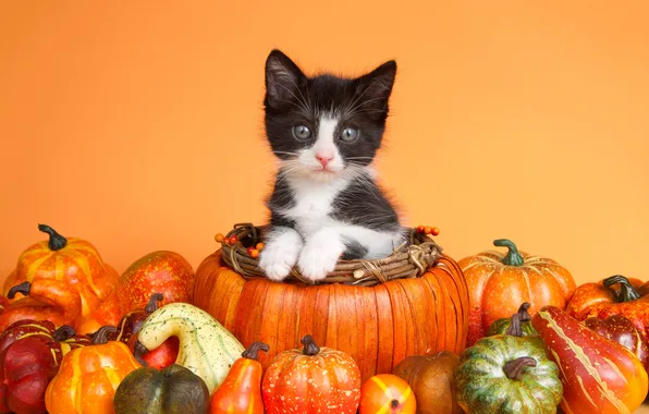 Autumn, cat, look, pose, kitty, black and white, legs, harvest