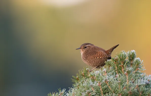 Birds, Wren, podkolonnik